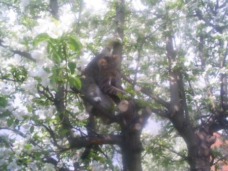 2009, 24 мая кот на дереве -9.JPG