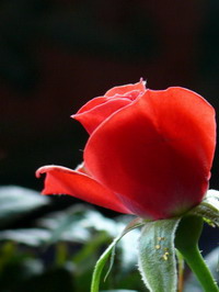 rose.jpg