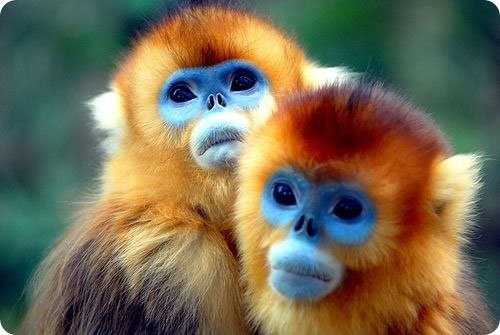 обезьянки.jpg